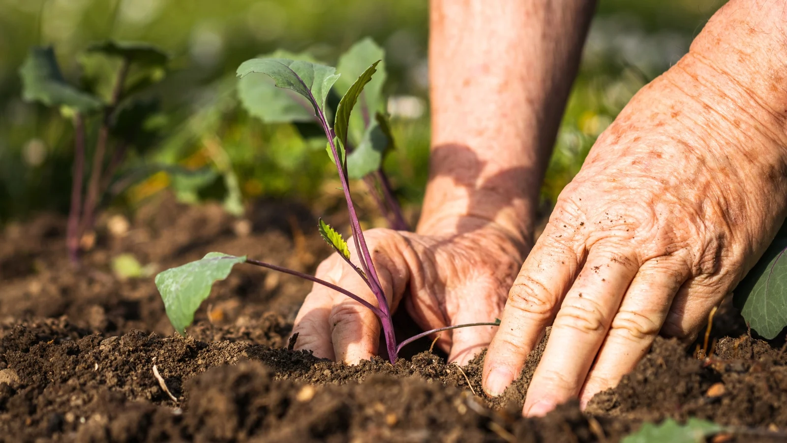 Common Gardening Mistakes