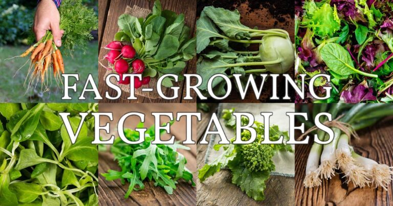 Fastest Growing Vegetables