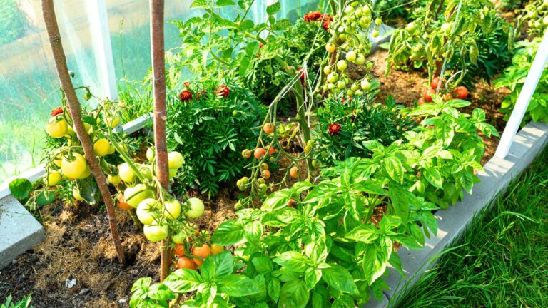 Organic Garden at Home
