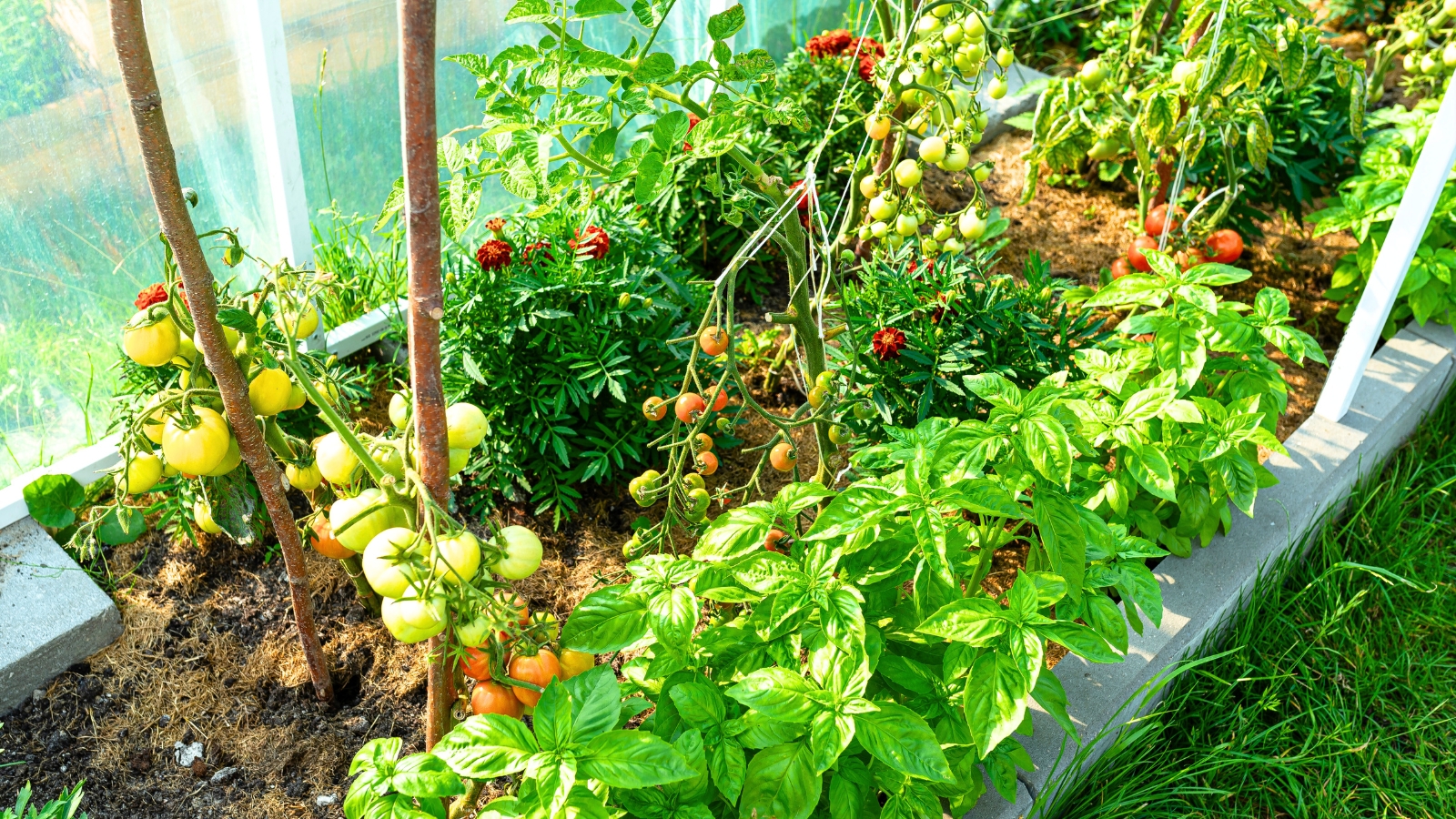 Organic Garden at Home