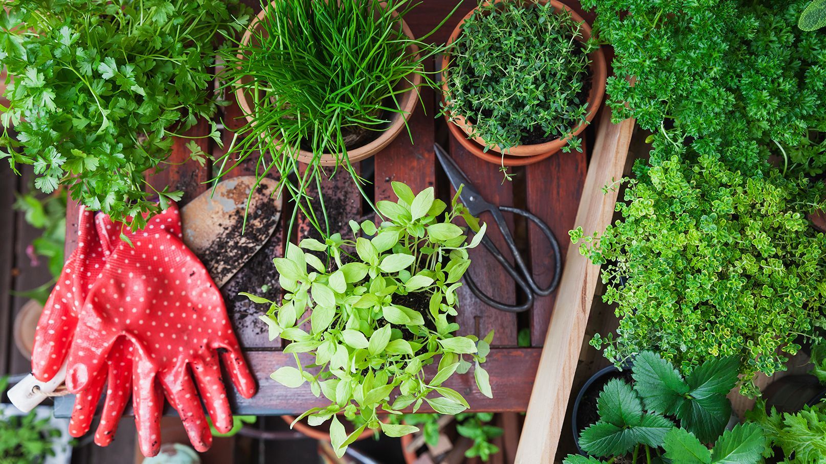Balcony Gardening