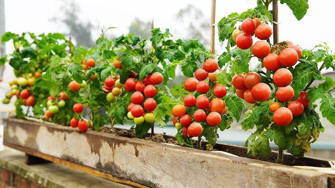 grow tomatoes