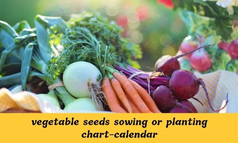 Seasonal Vegetable