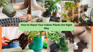 How to Repot a Plant the Right Way: A Complete Guide for Indian Gardeners