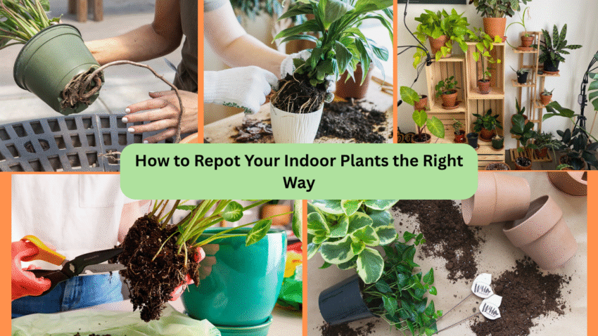Repot