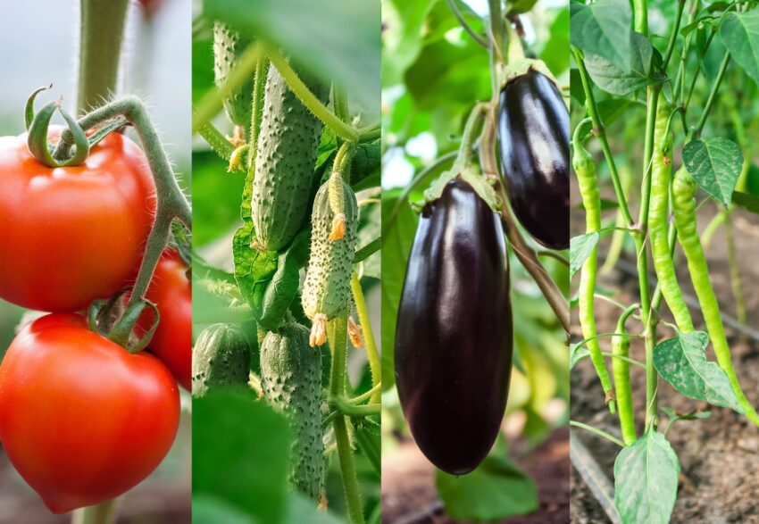 Companion Planting
