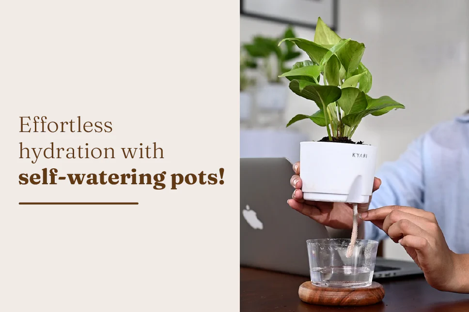 Self-Watering Pots