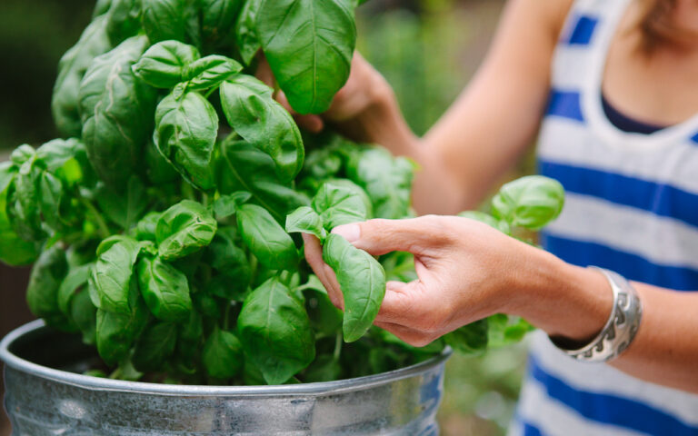 Harvest Basil